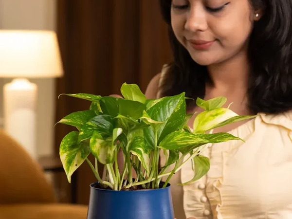 Green Corporate Gifting Plants for Employees