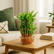 3 Layer Lucky Bamboo Plant