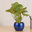 A Beautiful Looking Green Money Plant
