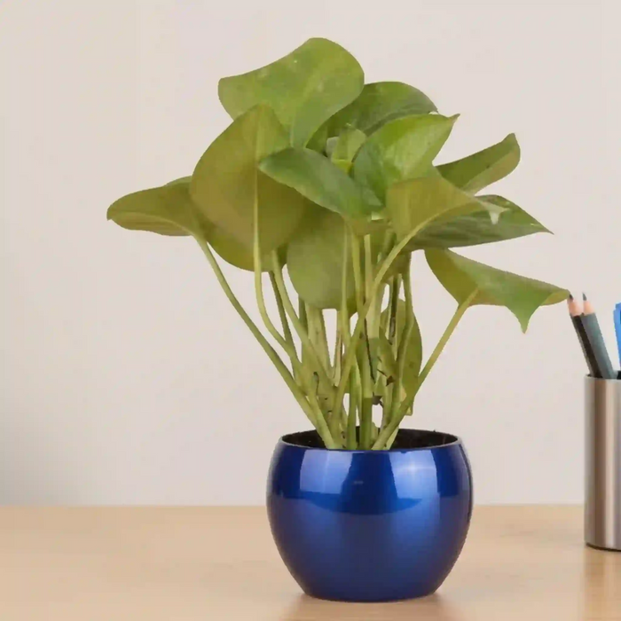 A Beautiful Looking Green Money Plant