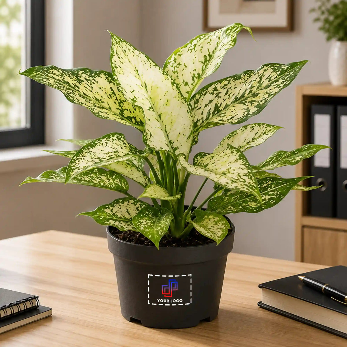Aglaonema Green Plant with Customised Pot