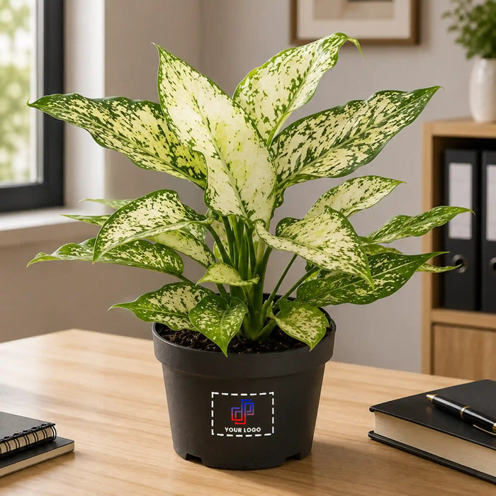 Aglaonema Green Plant with Customised Pot