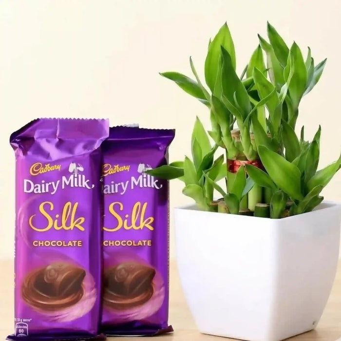 Bamboo Plant Bliss with Chocolate Sweetness