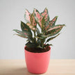 Beautiful Aglaonema