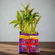 Exquisite 2 Layer Bamboo with 8 Chocolates