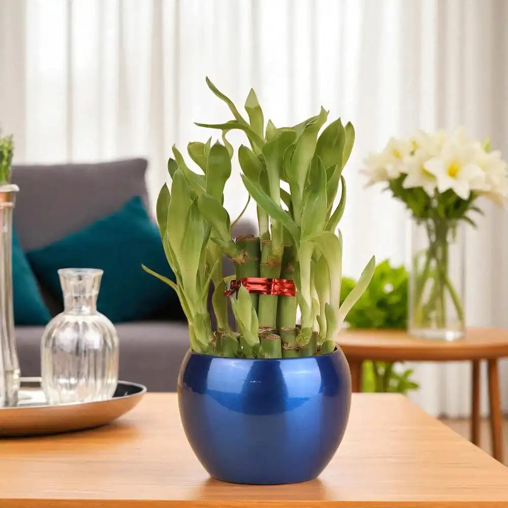 Happy And Wealthy Bamboo Plant