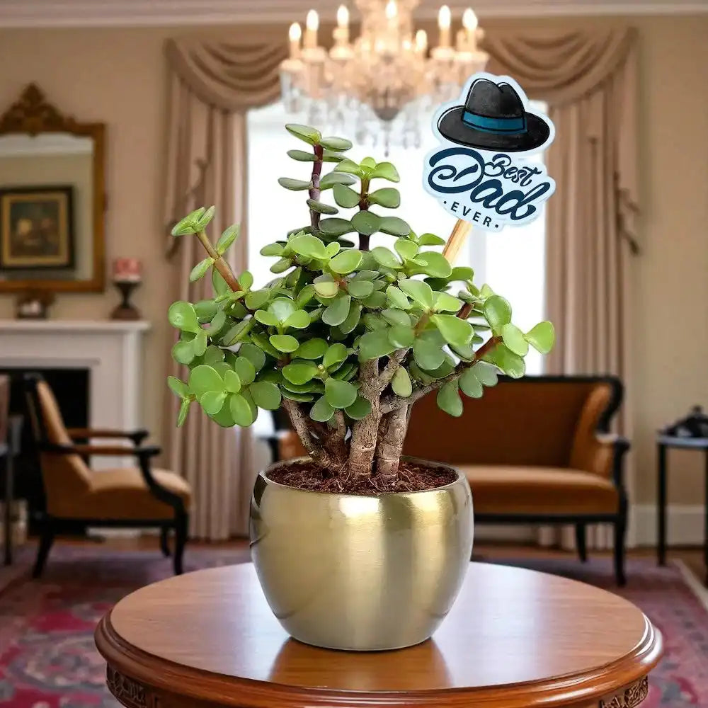 Best Dad Ever Lucky Jade Plant