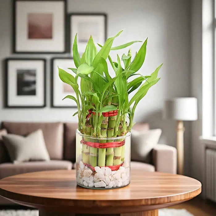 Indoor Lucky Bamboo Plant for Home or Office Decor