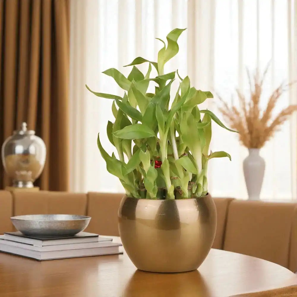 2 Layer Bamboo Plant in a Vase