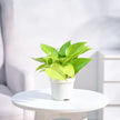 Money Golden Plant With Self-Watering Ivory Pot