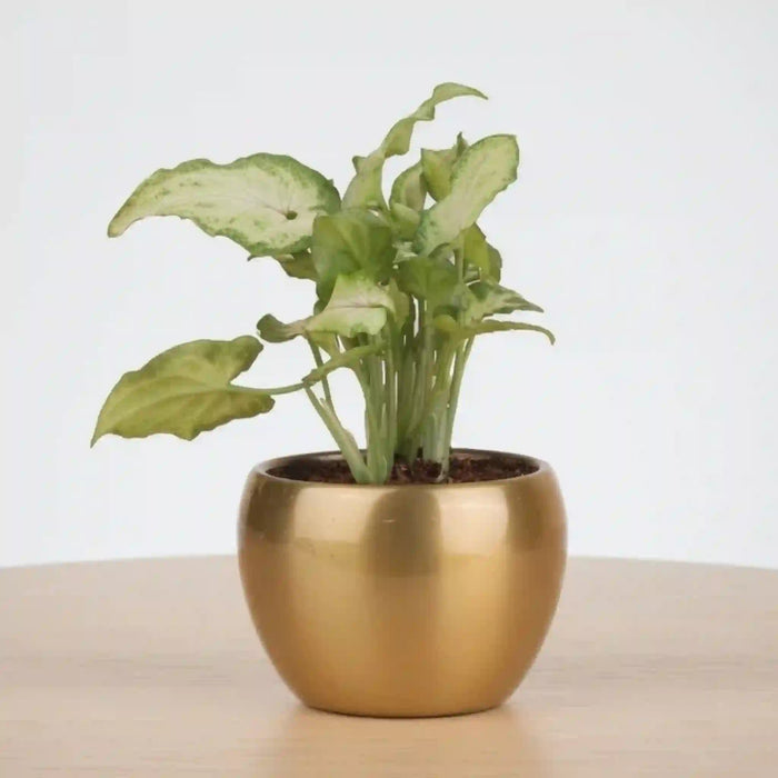 Indoor Air Purifying Plant Gift