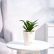 Snake Golden Honey Plant With Self Watering Pot