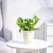 Money Plant With Self Watering Pot for Easy Care