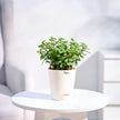 Good Luck Jade Plant With Self Watering Pot
