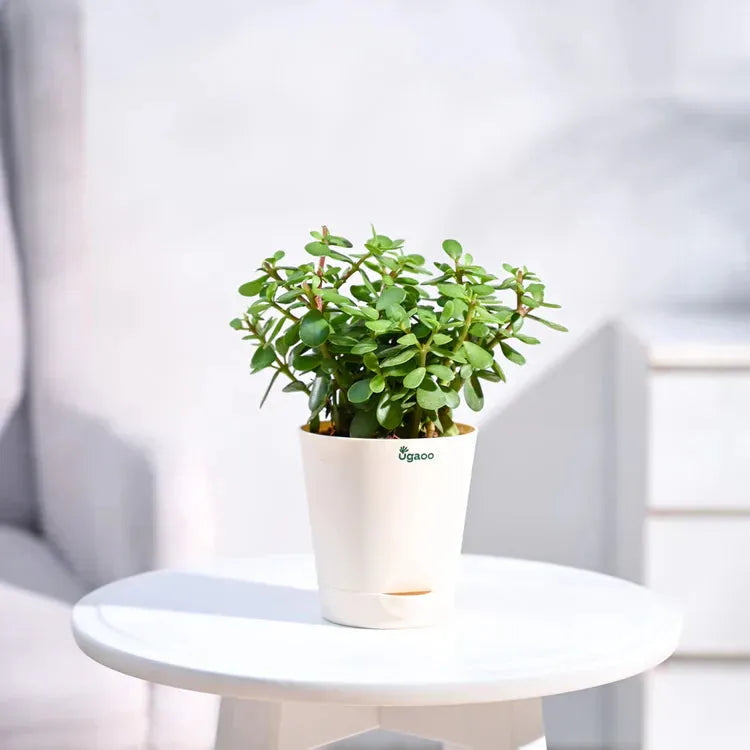Potted plant on a small round table 