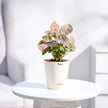 Syngonium Pink Plant With Self-Watering Pot