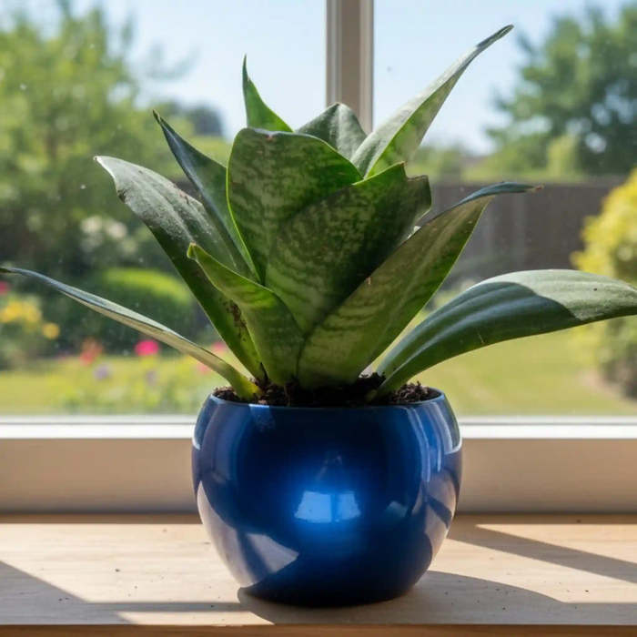 Longevity Plant Gift