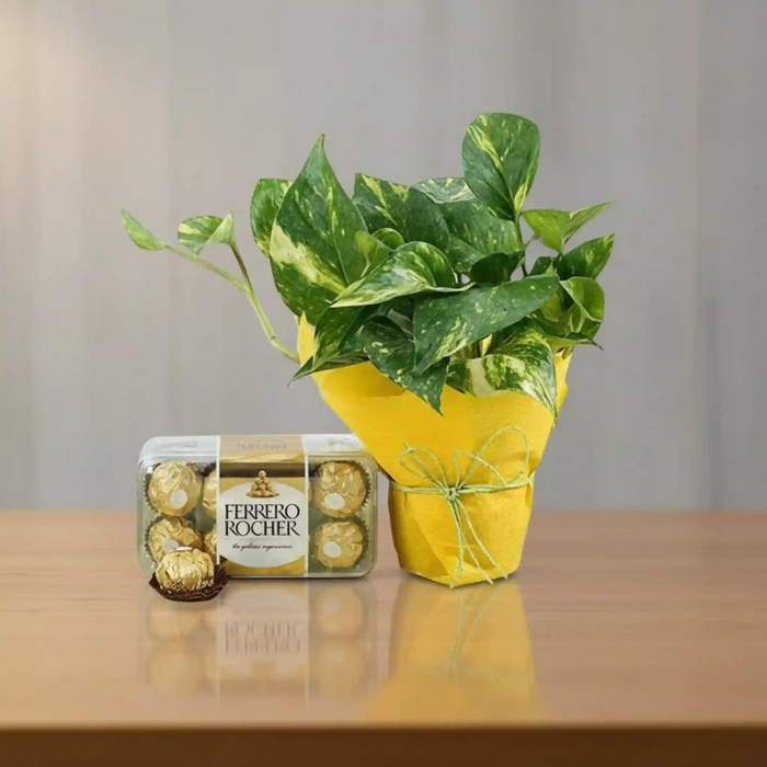 Money Plant Ensemble with Ferrero Rocher