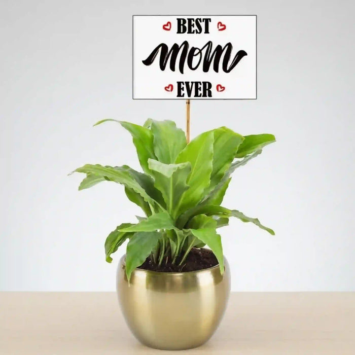 Pleasing Peace Lily Plant For Mom