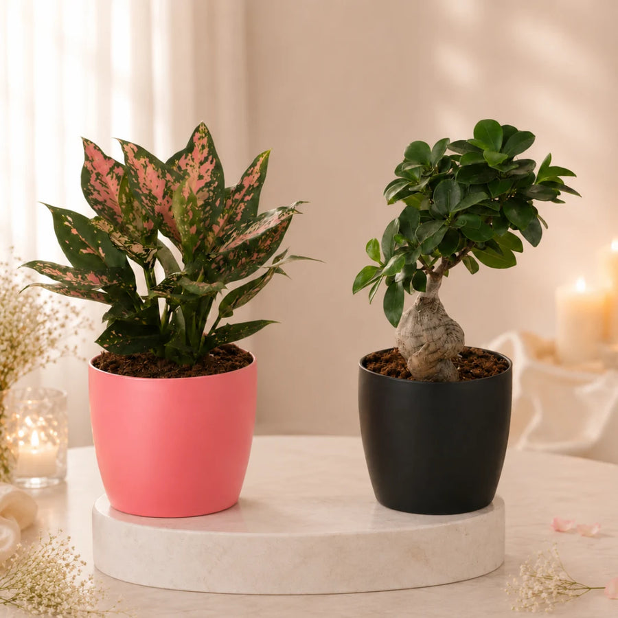 Plants